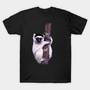 Cute Sifaka Lemur monkey clinging to a tree T-Shirt